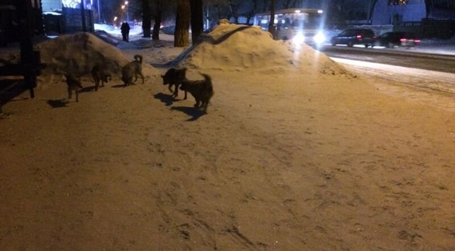 Комментарий пользователя: Эйла