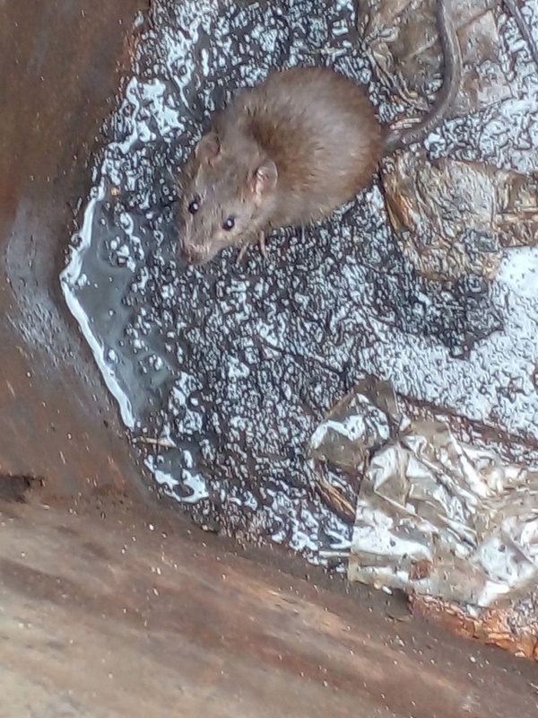 Комментарий пользователя: Месный