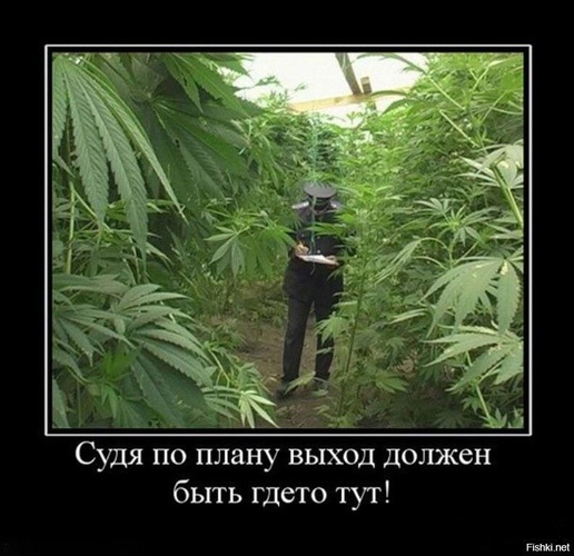 Комментарий пользователя: 705