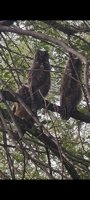 Комментарий пользователя: Шурави