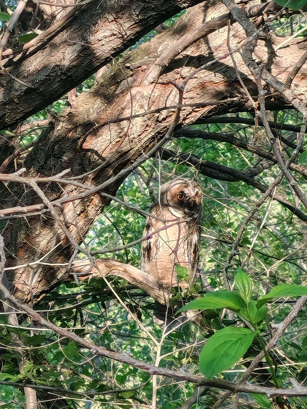 Комментарий пользователя: Шурави