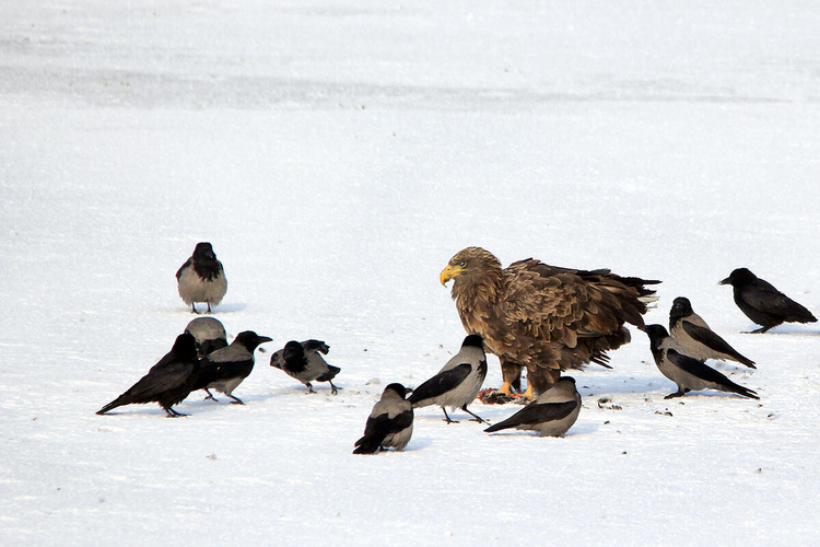 Комментарий пользователя: Val
